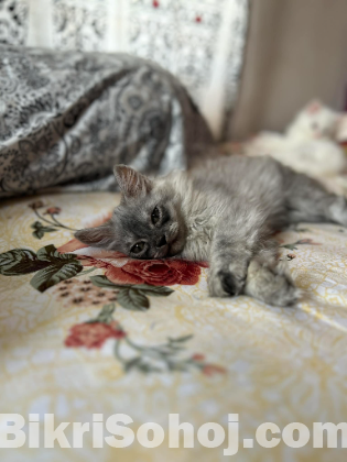 Persian kitten